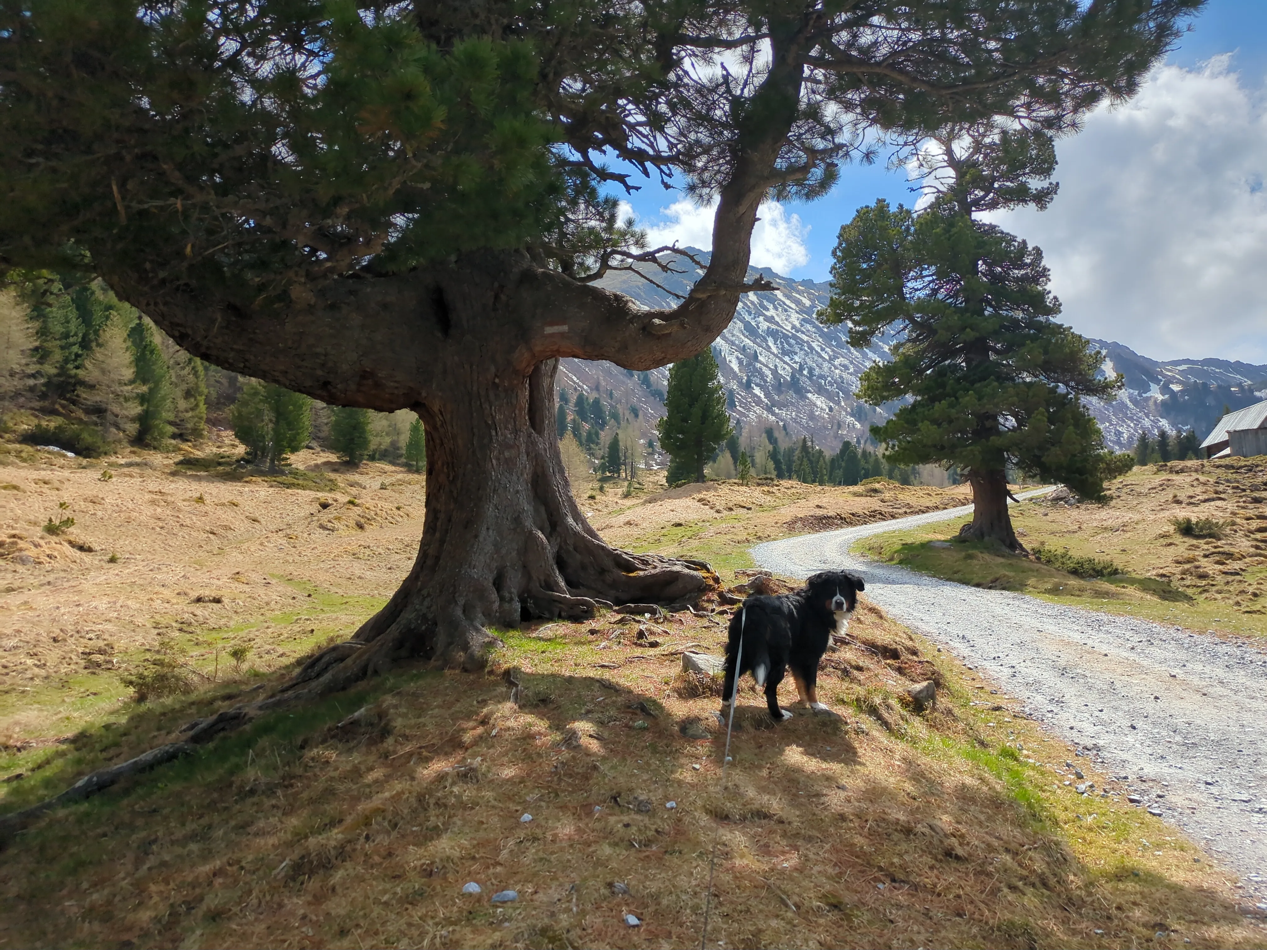 Ein Berner Sennenhund auf vertrocknetem Gras. Links und rechts hinter ihm stehen alte, grüne Bäume. Dazwischen verläuft der Kiesweg, der zur Alm führt. Im Hintergrund erhebt sich ein Berg.